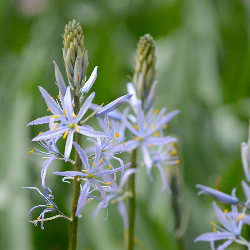 Camassia cusickii 14/+ , à 25