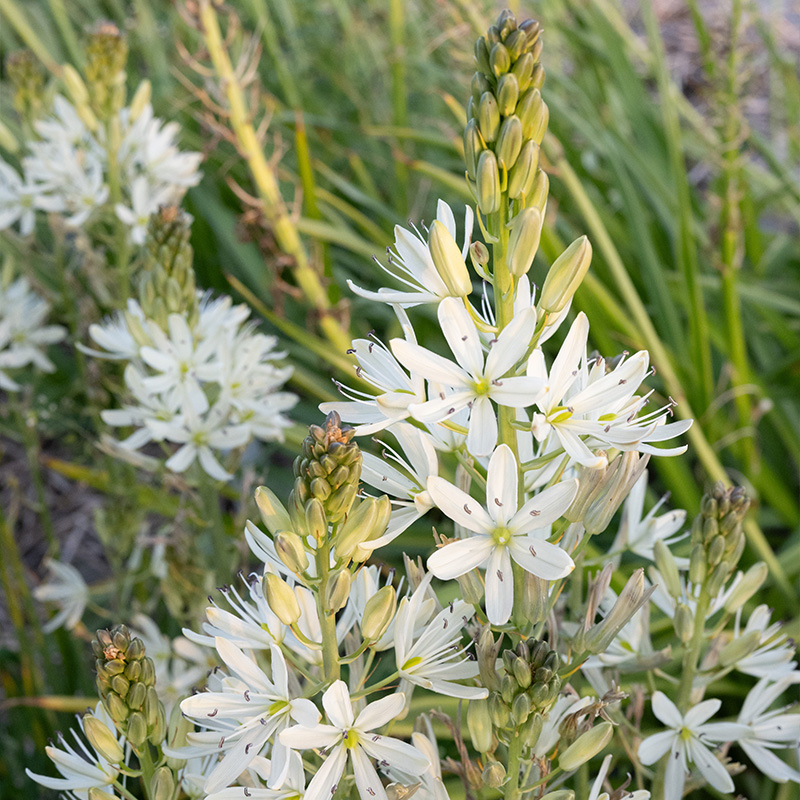 Camassia Silk River 14/+ , à 25