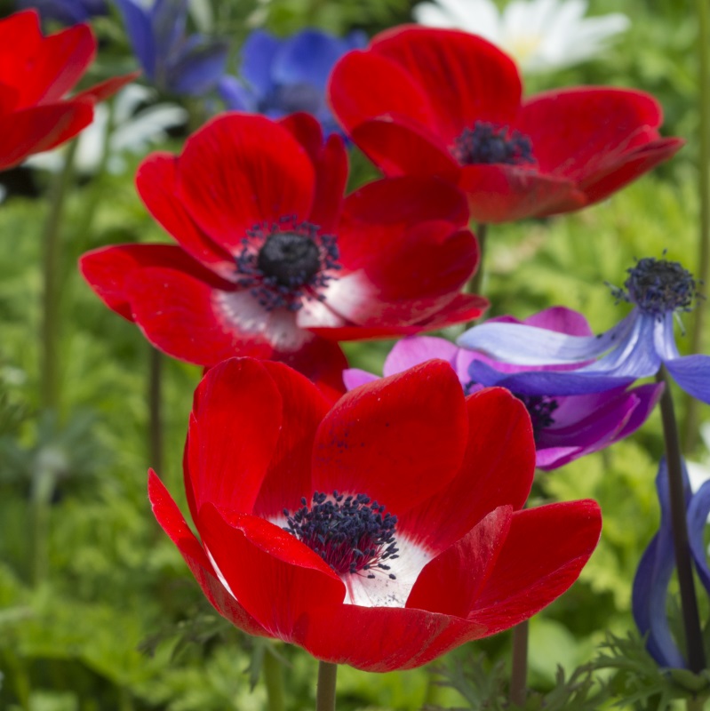 Anemone coronaria Hollandia 7/8 , à 100