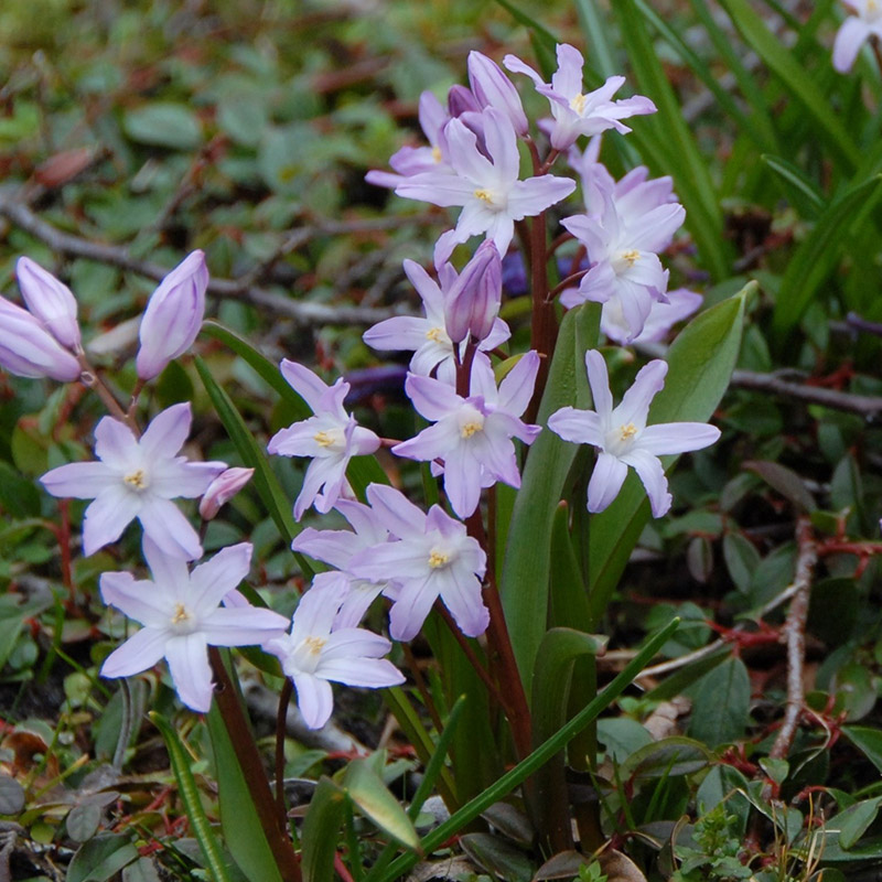 Chionodoxa forbesii Rosea 5/+ , à 100