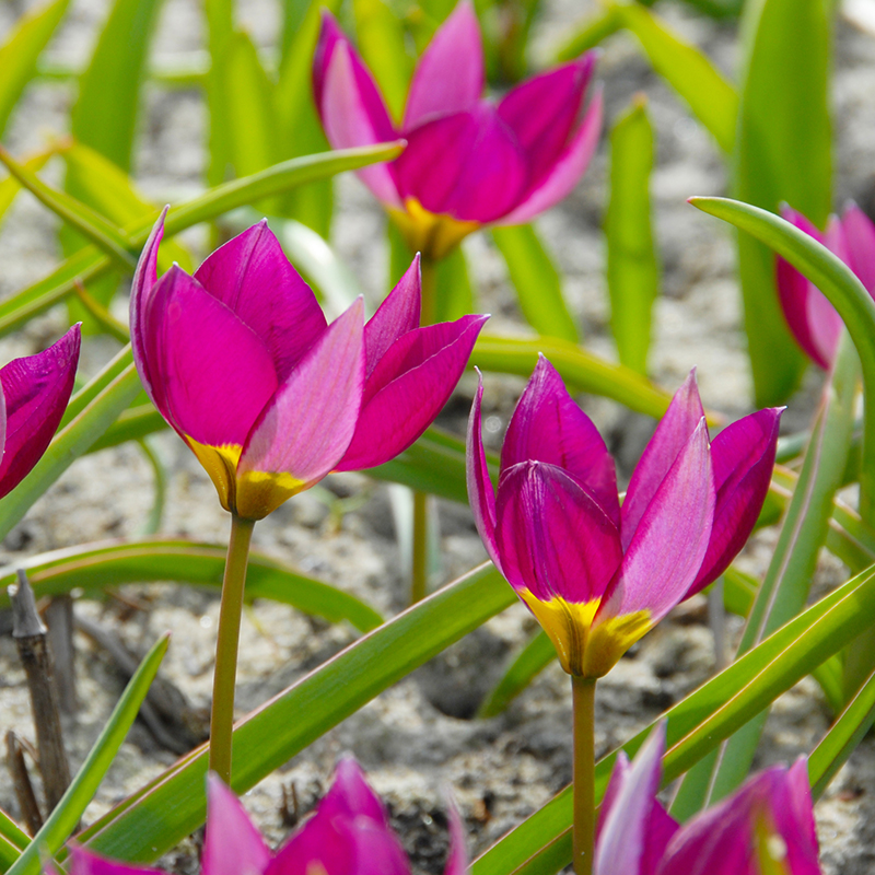 Tulipa humils Persian Pearl 6/+ , à 50