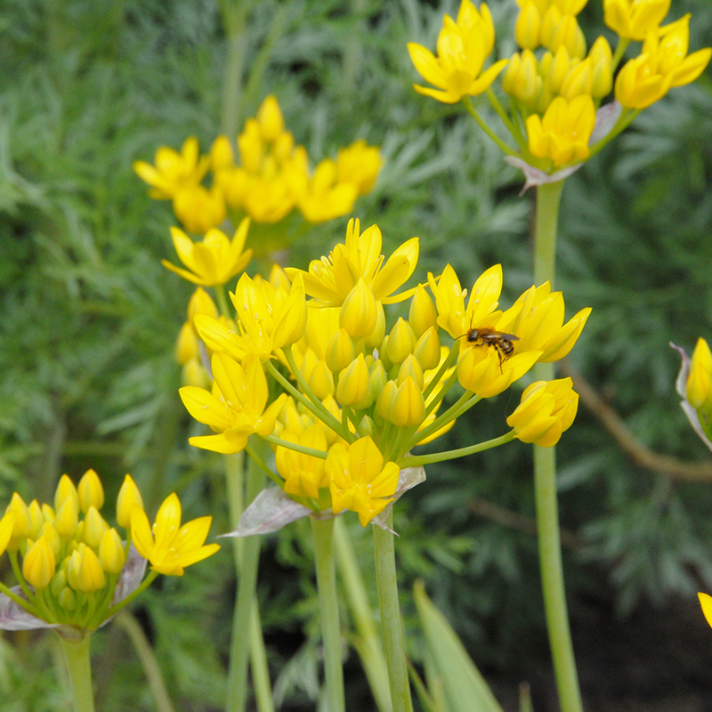 Allium moly 5/+ , à 100