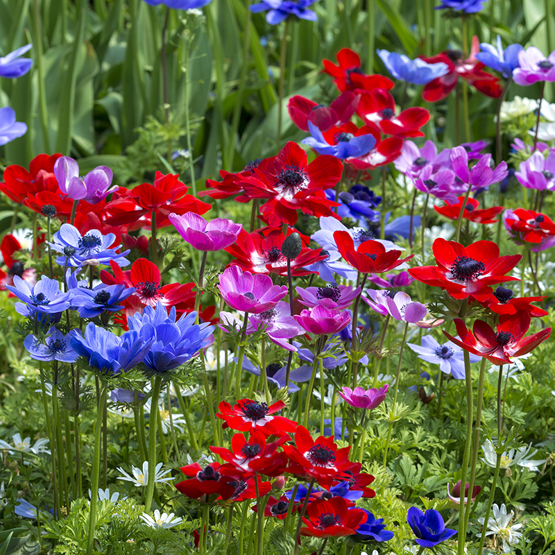 Anemone coronaria De Caen 7/8 , à 100