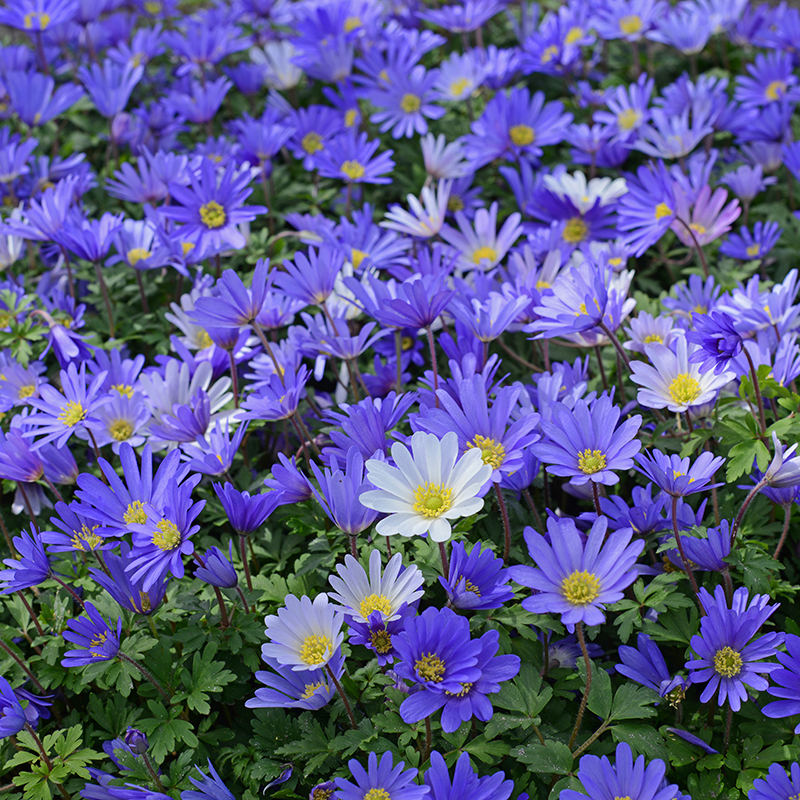 Anemone blanda (blauw gevarieerd) 5/+ , à 100