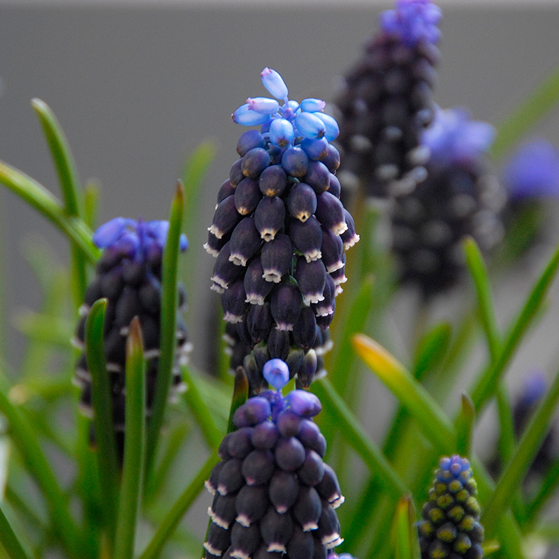 Muscari neglectum 5/+ , à 100