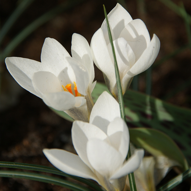 Crocus biflorus Miss Vain 5/+ , à 100