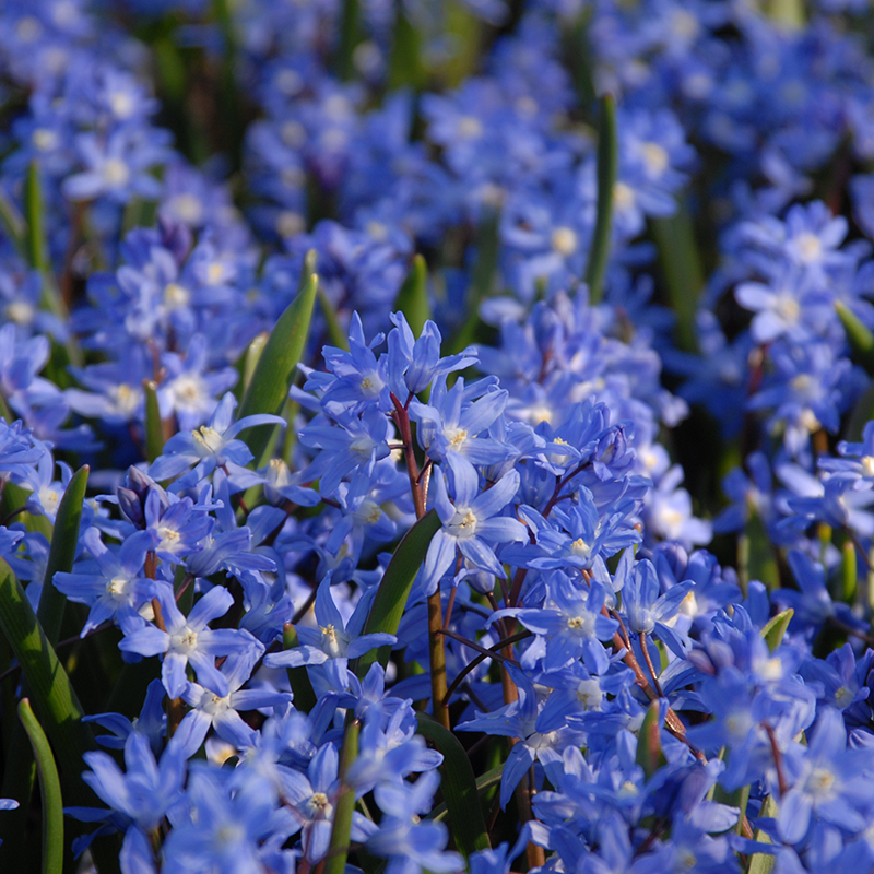 Chionodoxa sardensis 5/+ , à 100