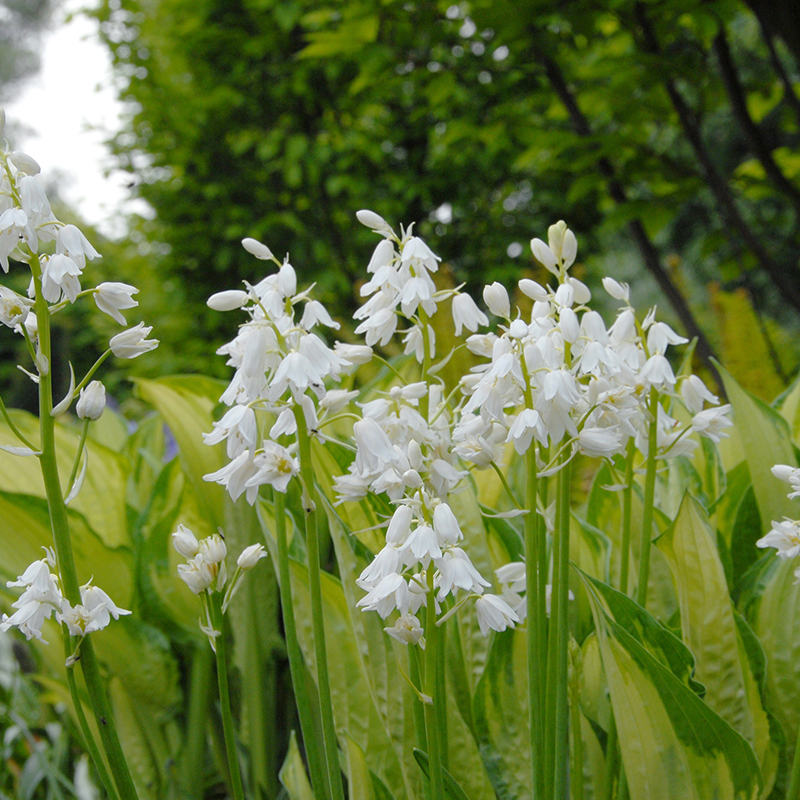 Hyacinthoides hispanica Alba Maxima 8/10 , à 100