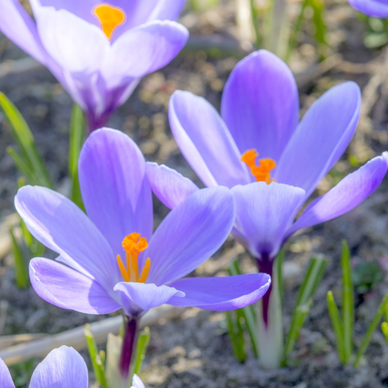 Crocus vernus Grand Maître 9/10 , à 100