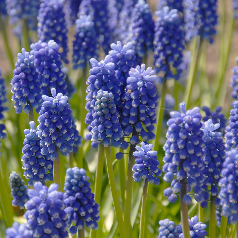 Muscari aucheri Dark Eyes 6/+ , à 100