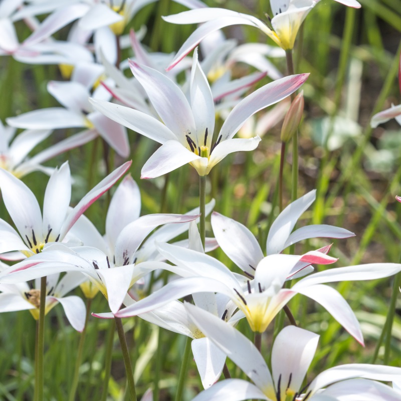 Tulipa clusiana var. stellata 6/+ , à 50