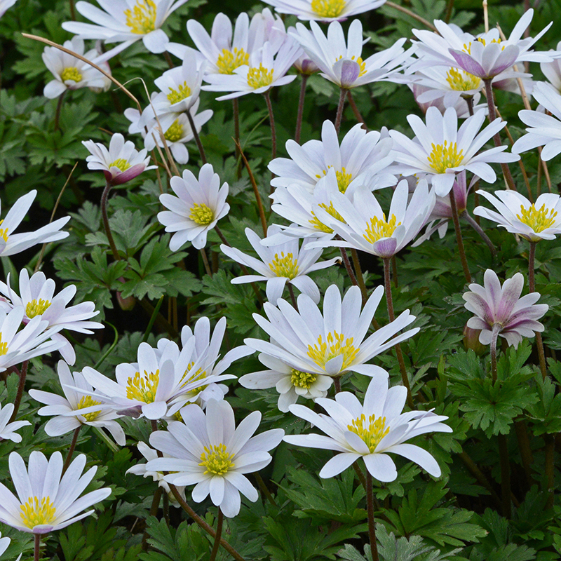 Anemone blanda White Splendour 5/7 , à 100