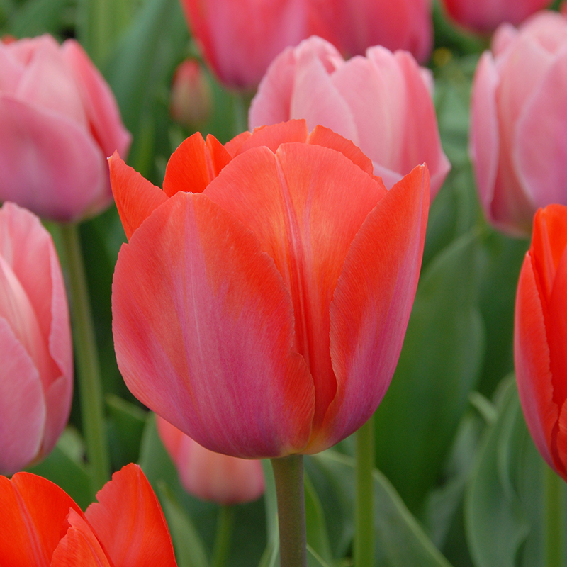 Tulipa Orange van Eijk® 12/+ , à 50