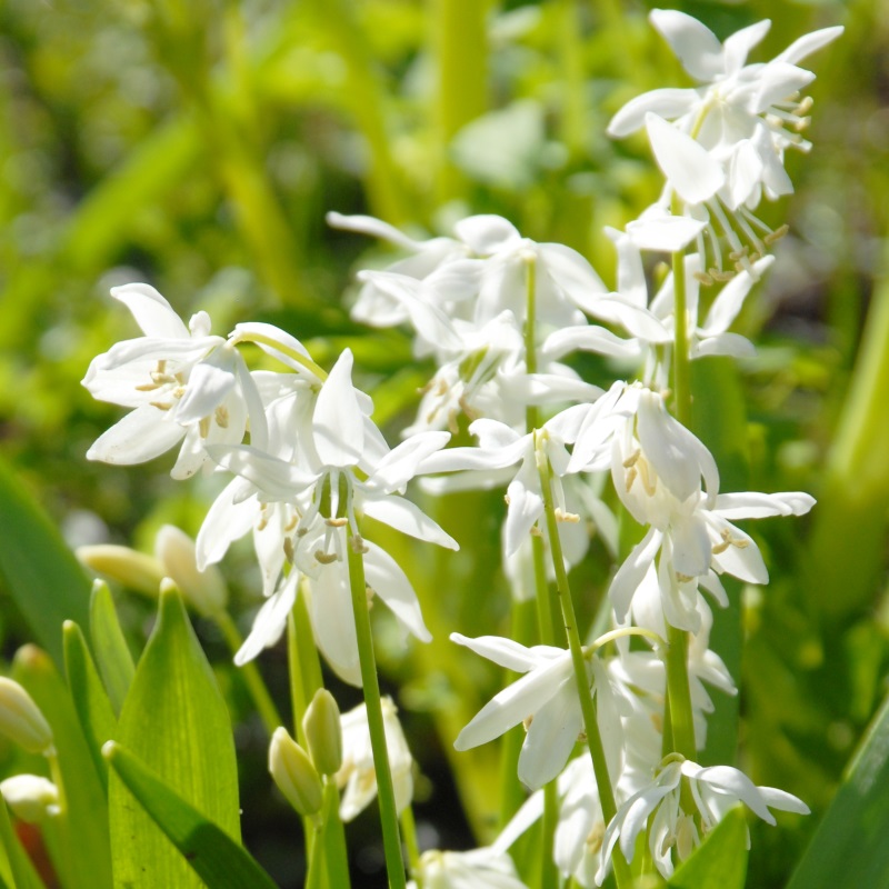 Scilla siberica Alba 7/8 , à 100