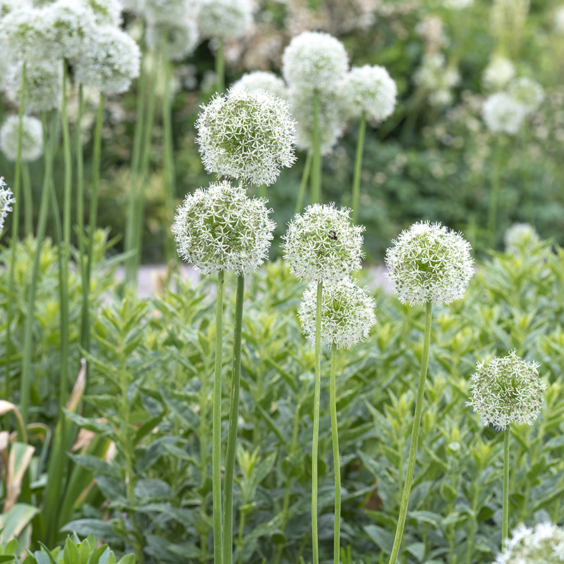 Allium Mount Everest 20/+ , à 10