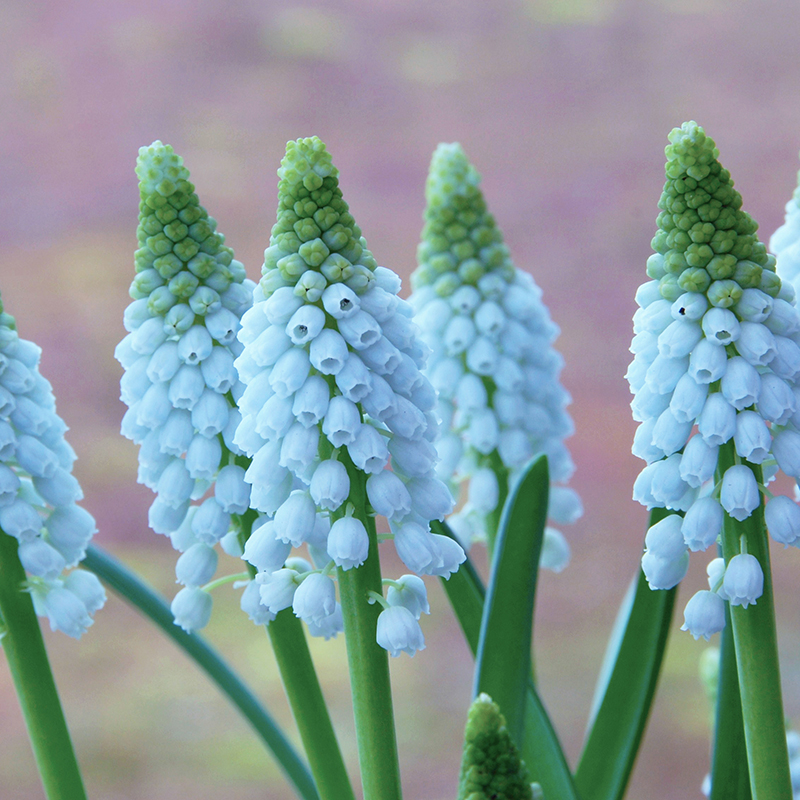 Muscari Baby's Breath® 7/8 , à 100