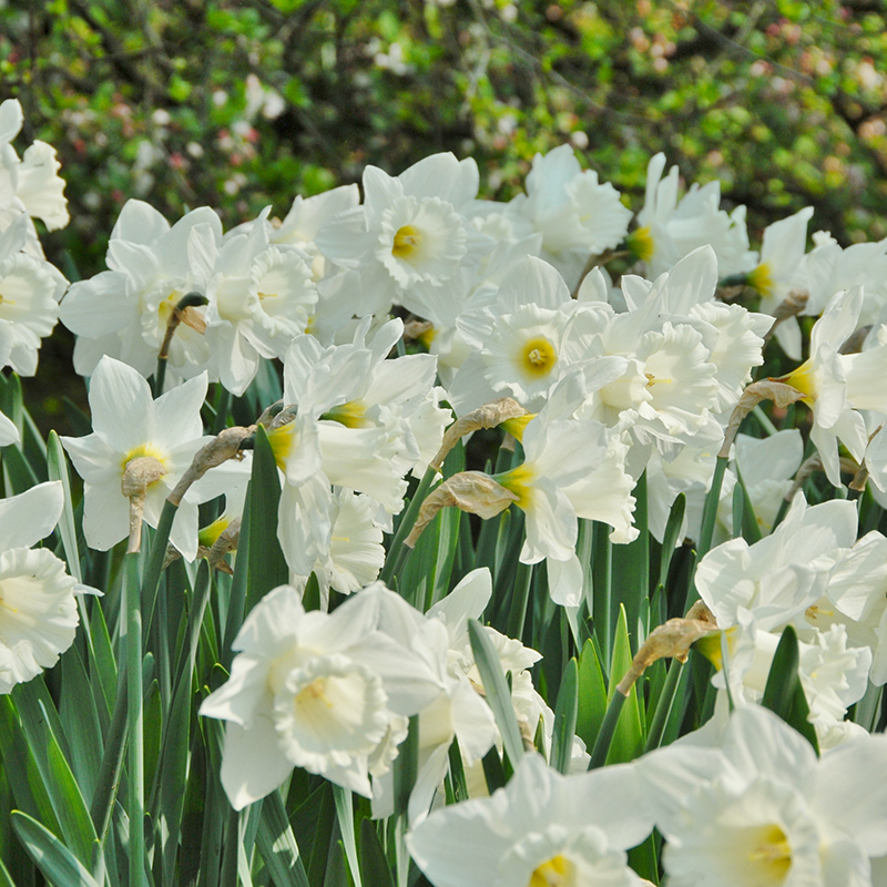 Narcissus Mount Hood sp14/16 , à 50