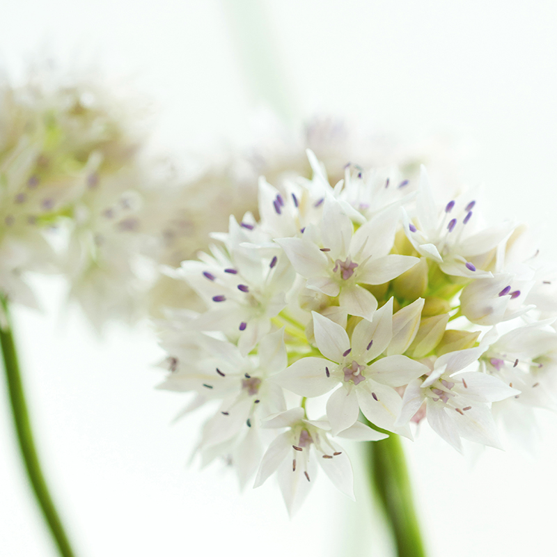 Allium amplectens Graceful Beauty® 6/+ , à 100