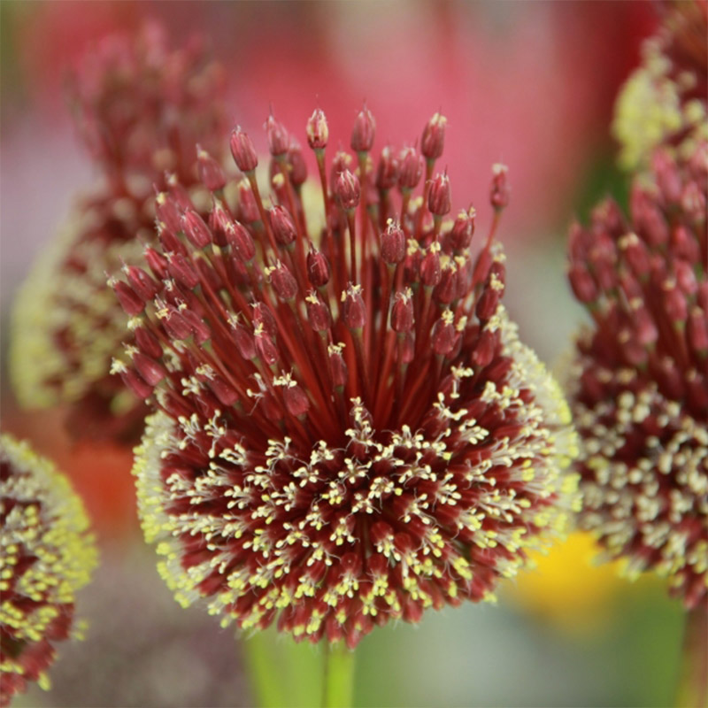 Allium amethystinum Red Mohican® 10/+ , à 25